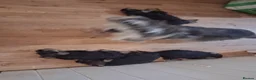 Miniature Schnauzer dogs for sale: Ready Miniature Schnauzer Puppies in Wembley - Advert 2