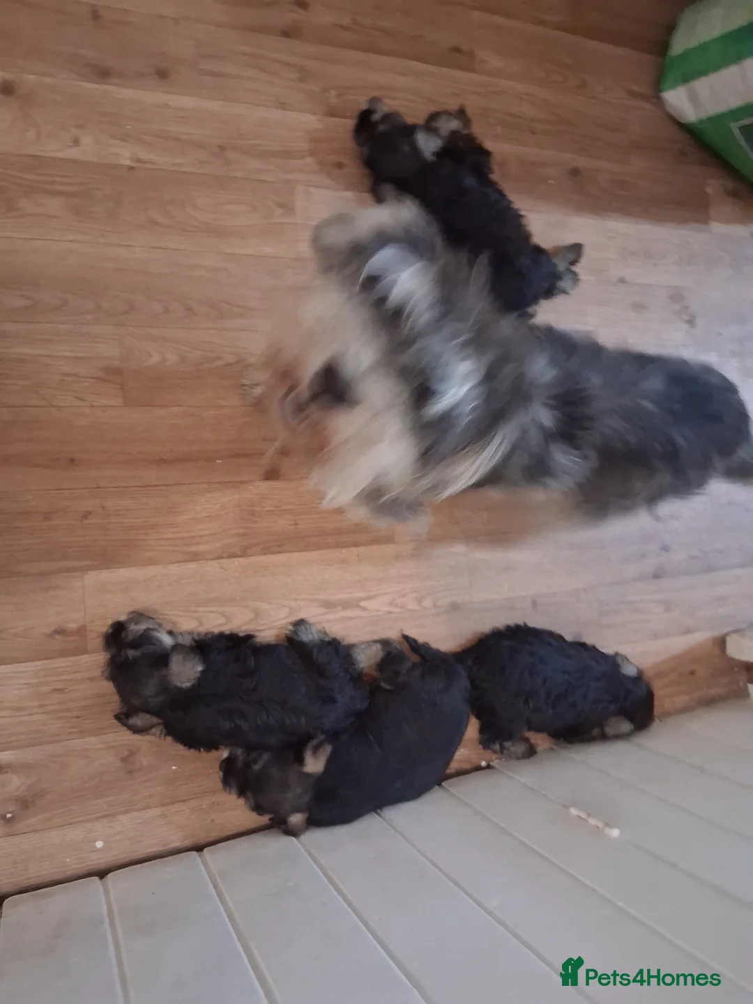 Miniature Schnauzer dogs for sale: Ready Miniature Schnauzer Puppies in Wembley - Advert 2