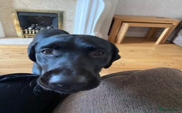 Labrador Retriever dogs for sale: 3 year old labrador for sale - Image 1