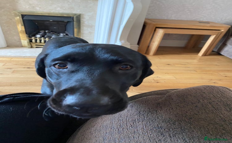 Labrador Retriever dogs - Advert 14