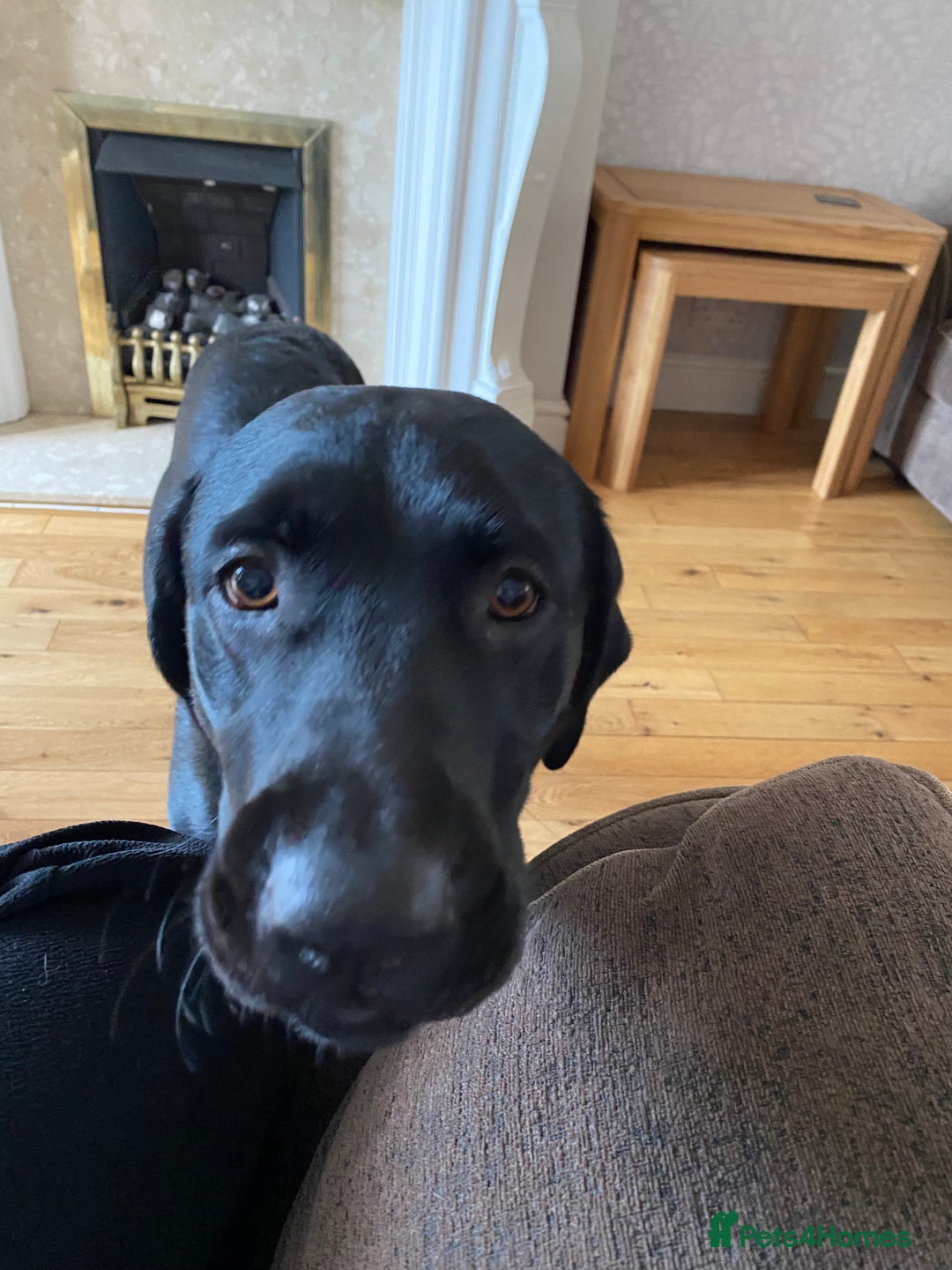 Labrador Retriever dogs for sale: 3 year old labrador for sale - Image 1