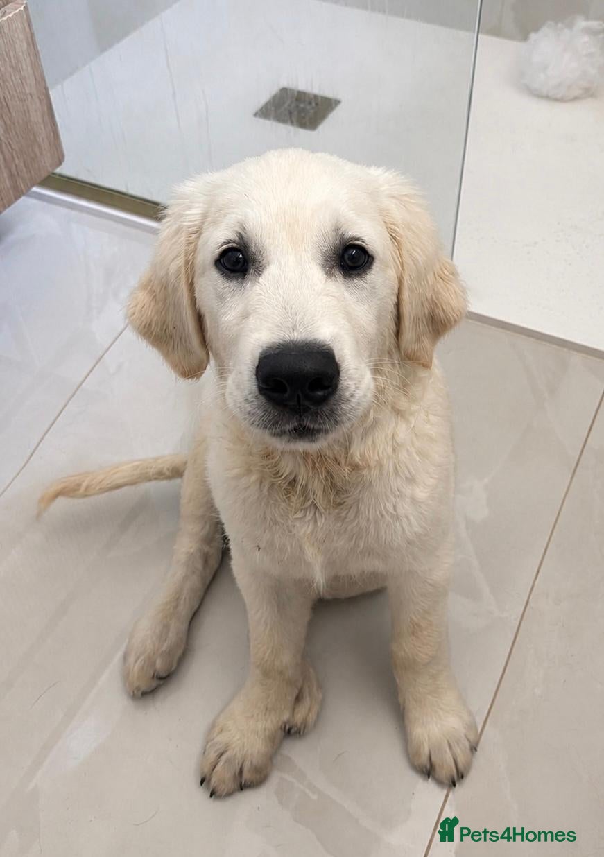 Golden Retriever dogs Bear- KC REGISTERED CHAMP LINES GOLDEN BOY - Advert 3