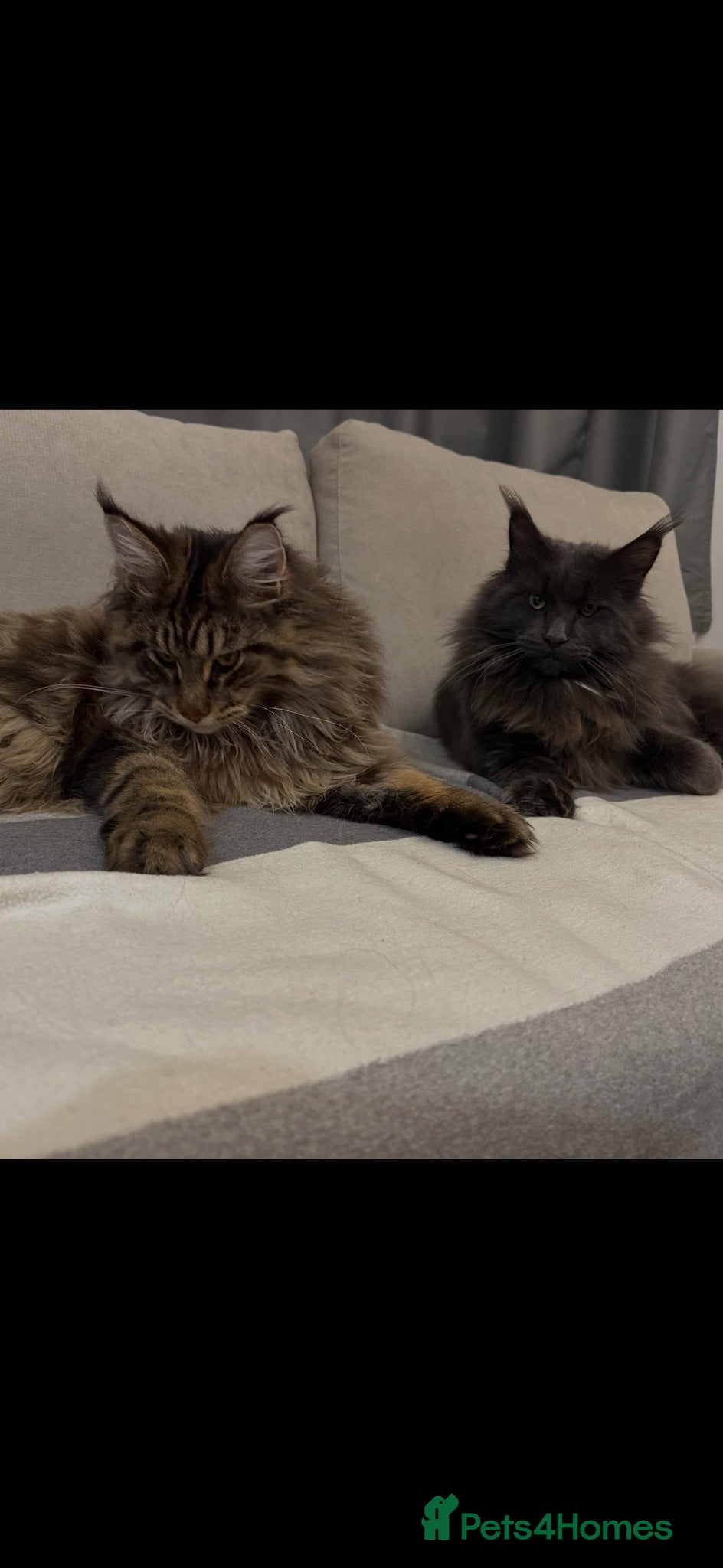 Maine Coon cats MainCoon  - Advert 1