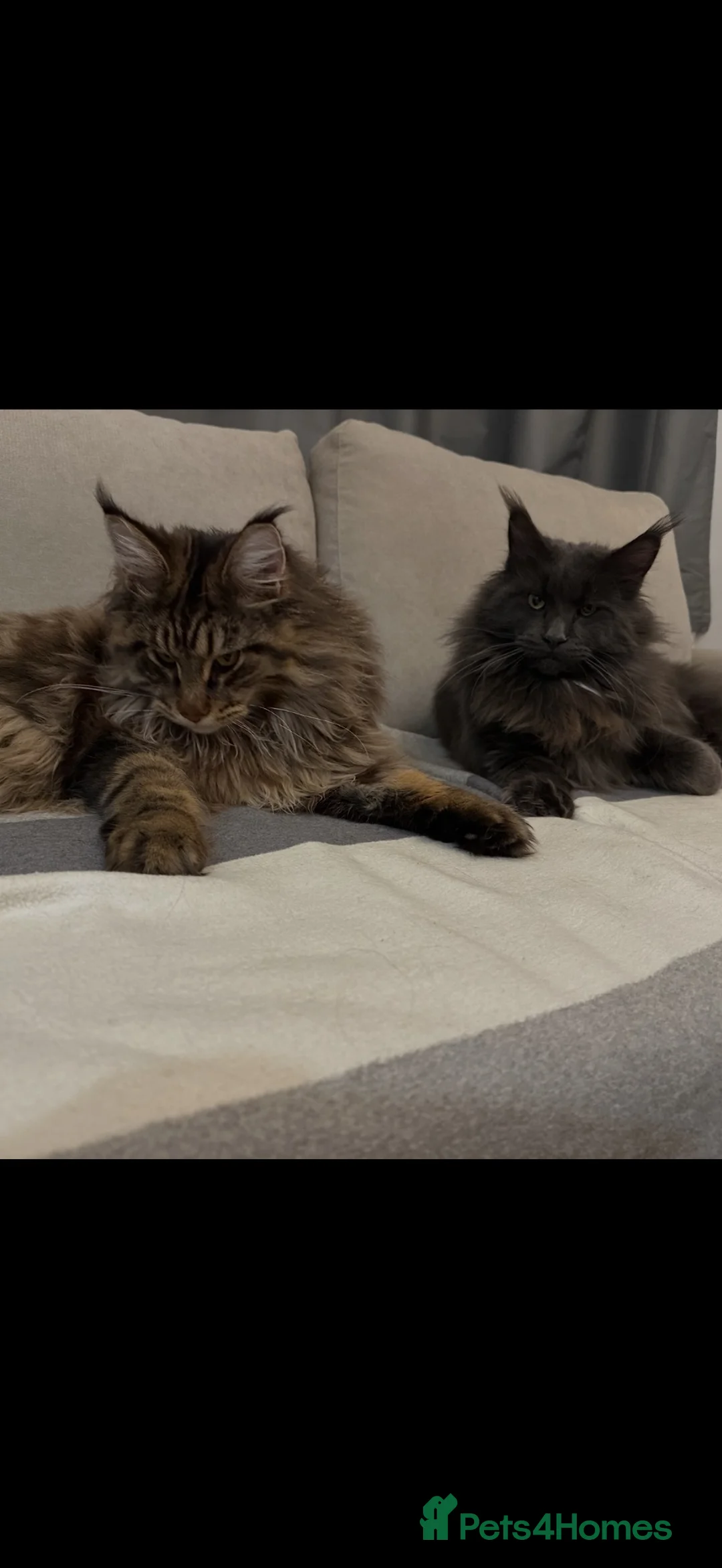 Maine Coon cats for sale: MainCoon  - Advert 1