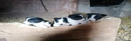 Border Collie dogs for sale: Working Sheepdog puppies  - Advert 2