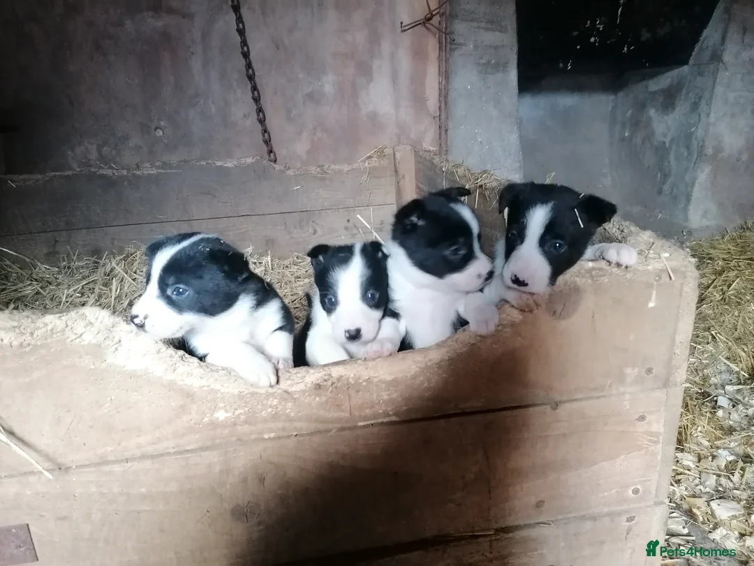 Border Collie dogs for sale: Working Sheepdog puppies  - Advert 2