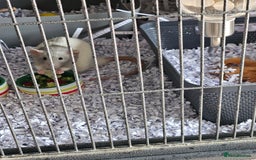Rat rodents for sale: Rats  - Image 15