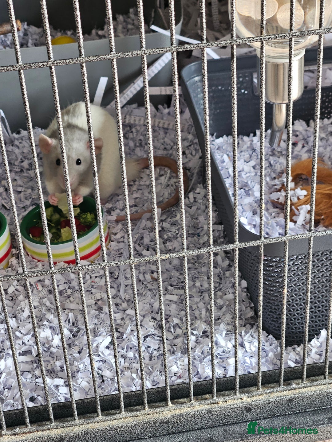 Rat rodents for sale: Rats  - Image 15