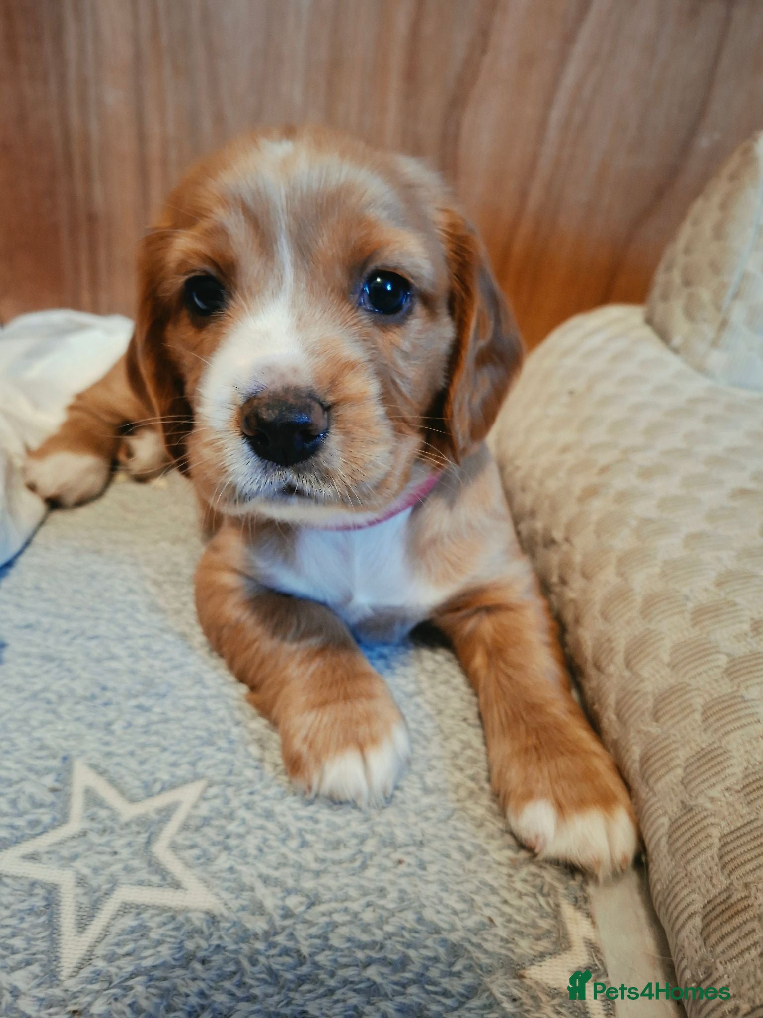 Mixed Breed dogs Sprockerbatts Springer Basset Cocker cross puppies - Advert 1