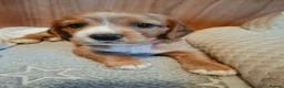 Mixed Breed dogs for sale: Sprockerbatts Springer Basset Cocker cross puppies in Templecombe - Advert 1