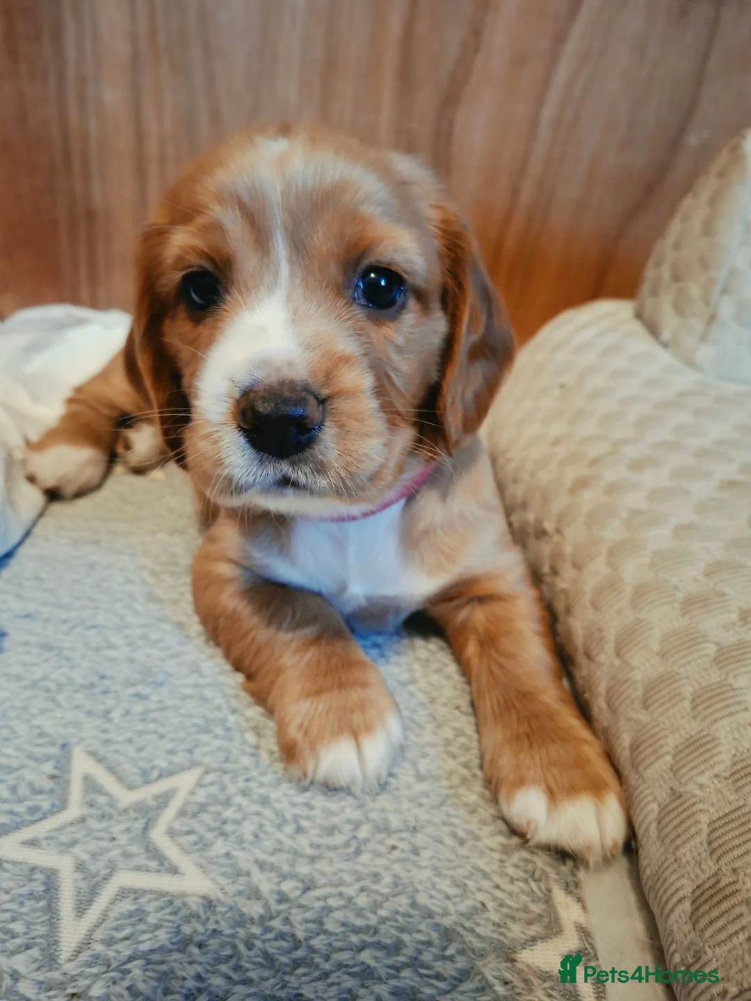 Mixed Breed dogs for sale: Sprockerbatts Springer Basset Cocker cross puppies in Templecombe - Advert 1