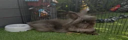 Mini Lion Lop rabbits for sale: Rabbit & Guinea Pigs in Bristol - Advert 1