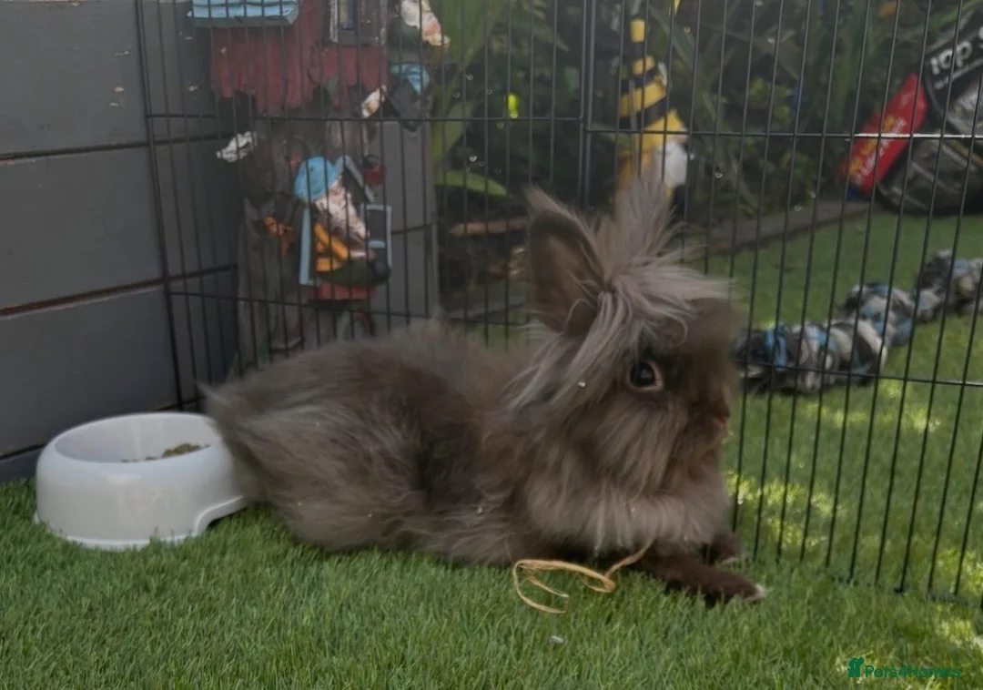 Mini Lion Lop rabbits for sale: Rabbit & Guinea Pigs in Bristol - Advert 1