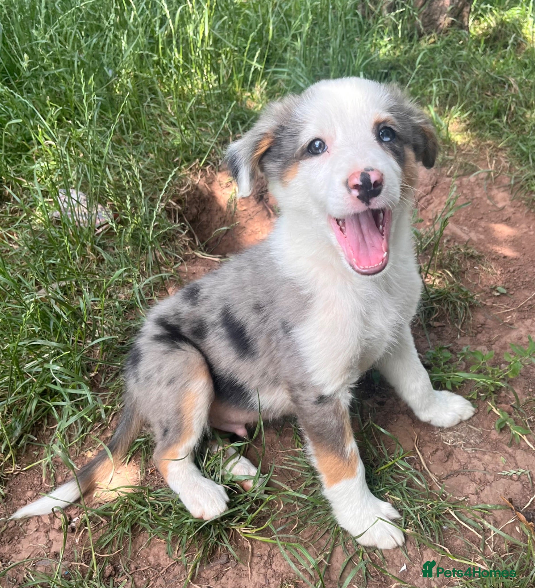 Mixed Breed dogs 4 beautiful collie pups  - Advert 1