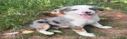 Mixed Breed dogs for sale: 4 beautiful collie pups  - Advert 1