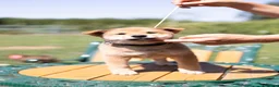 Japanese Shiba Inu dogs for sale: Outstanding original Japanese Shiba Inu puppies  - Advert 18