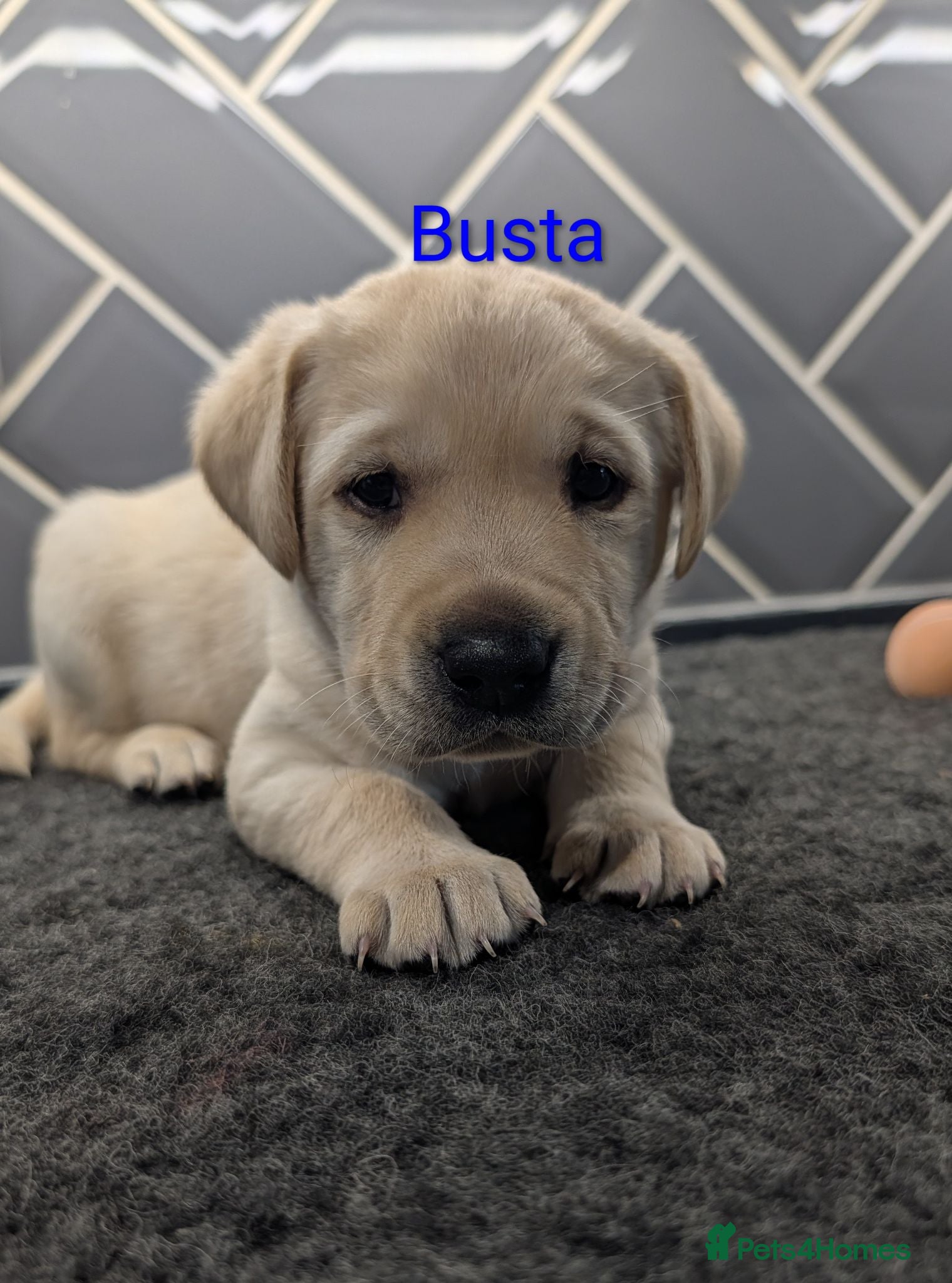 Labrador Retriever dogs 🐾 Labrador Pups 🐾 - Advert 15