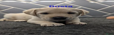 Labrador Retriever 1