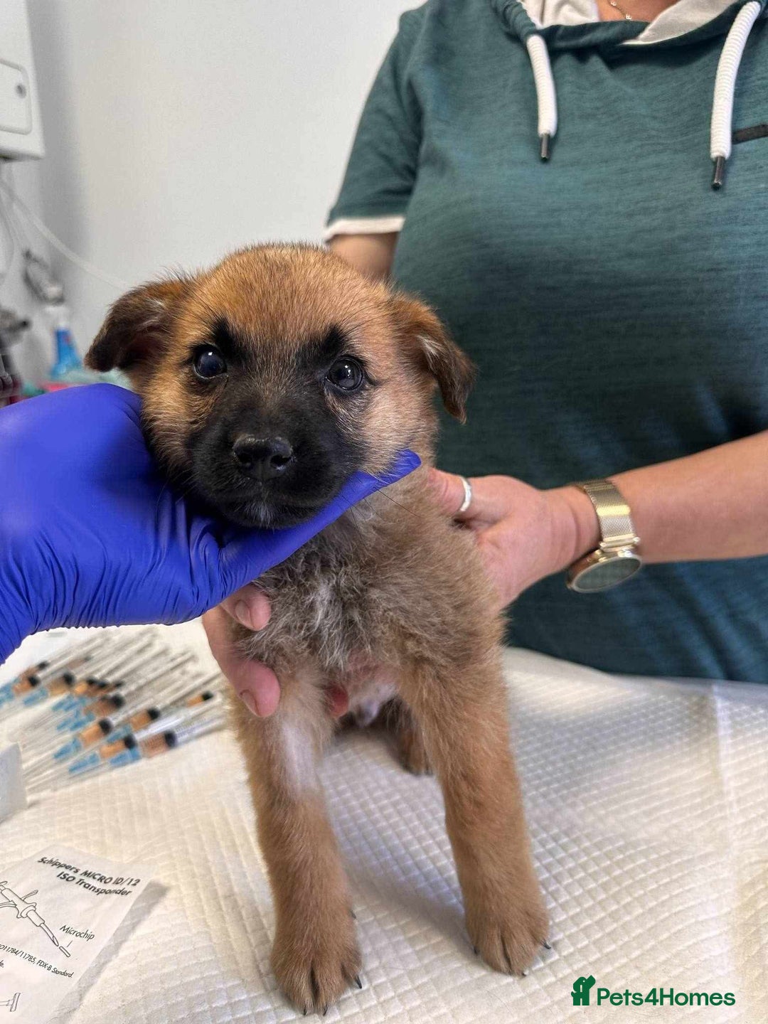 Mixed Breed dogs for adoption: 🫓Biscuit🫓 for adoption, coming into BUCKS  - Image 3