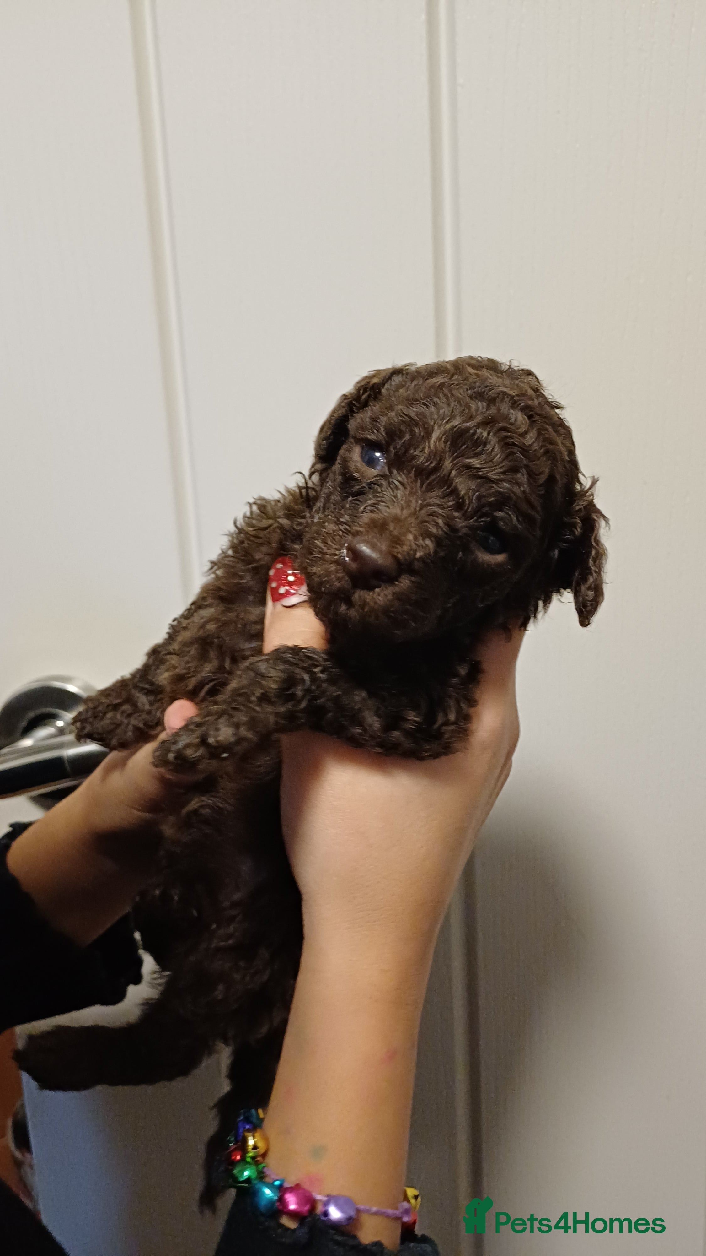 Toy Poodle dogs Female toy poodles chocolate & apricot  - Advert 17