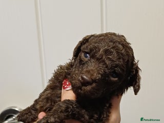 Toy Poodle dogs Female toy poodles chocolate & apricot - Advert 17