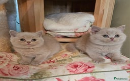 British Shorthair cats for sale: Gccf champion line rare fawn bsh kittens - Image 7