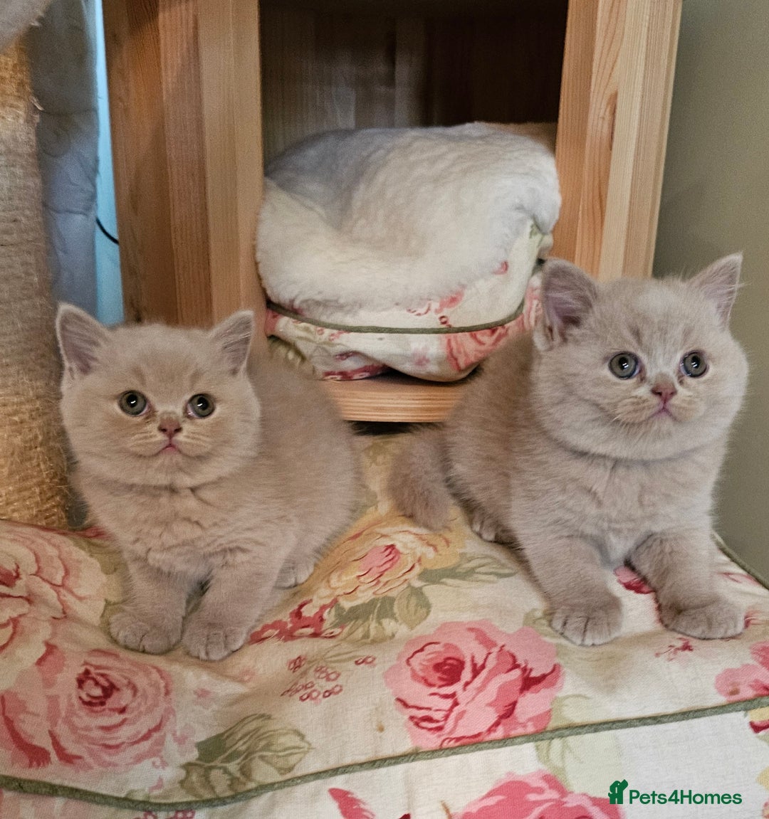 British Shorthair cats for sale: Gccf champion line rare fawn bsh kittens - Image 7