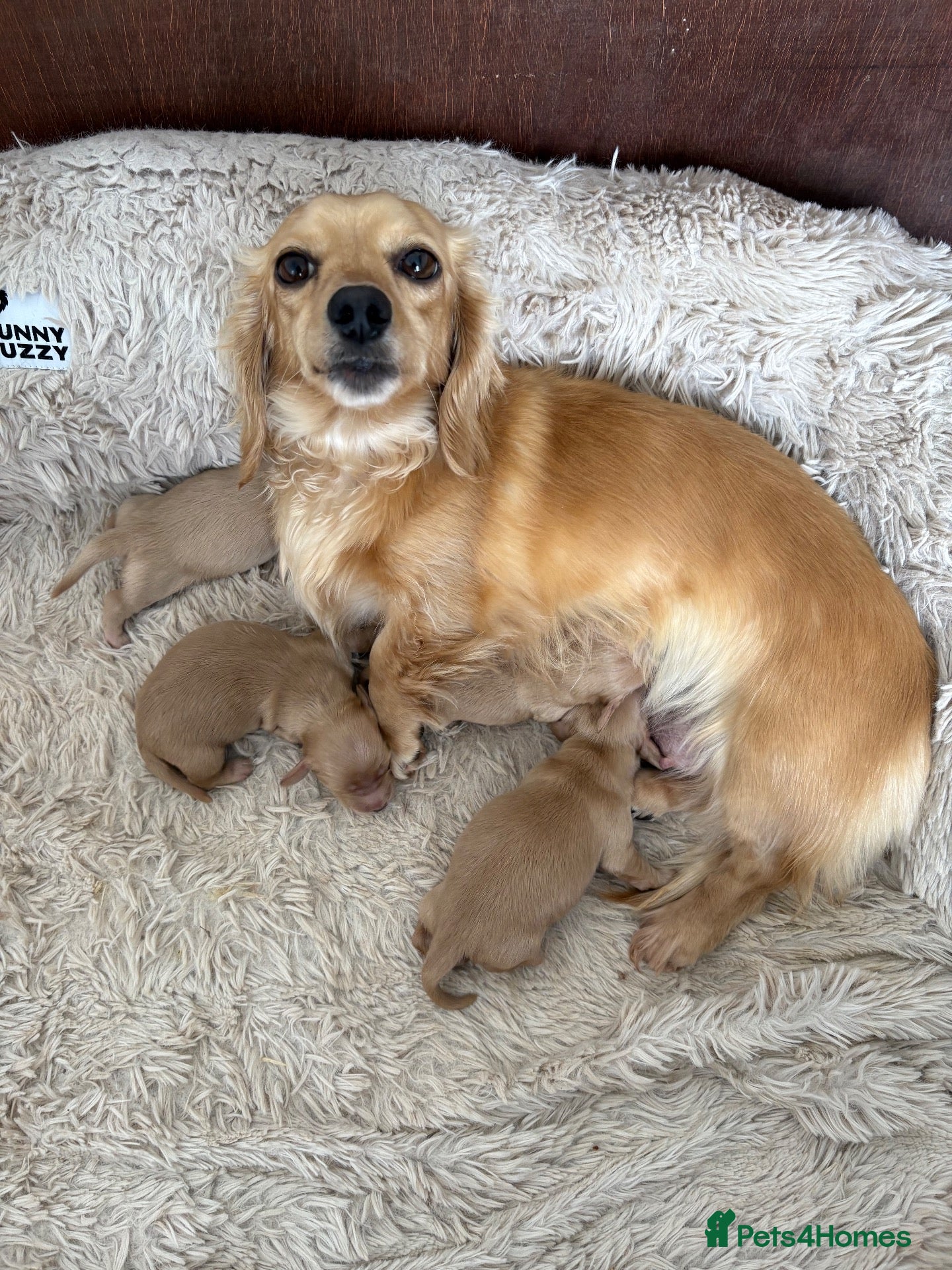 Miniature Dachshund dogs Cream long haired boy miniature dachshund  - Advert 2