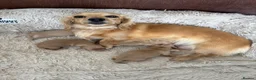 Miniature Dachshund dogs for sale: Cream long haired boy miniature dachshund  - Advert 2