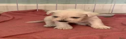 Miniature Schnauzer dogs for sale: KC Registered Miniature Schnauzer Puppies - Advert 15