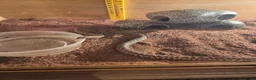 Mixed Breed reptiles for sale: Spotted pythons, royal python and leopard gecko - Advert 8