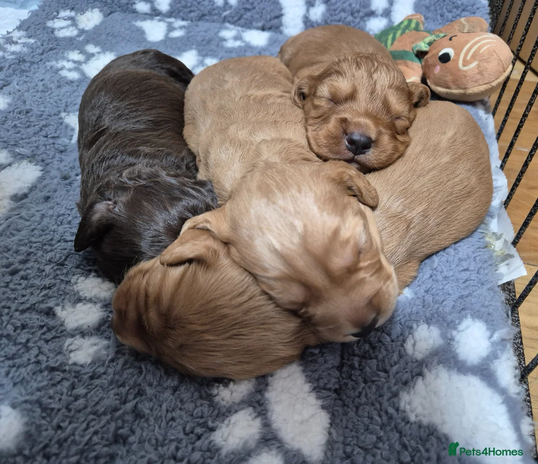 Cocker Spaniel dogs for sale: Gorgeous working cocker spaniel boys  - Advert 2