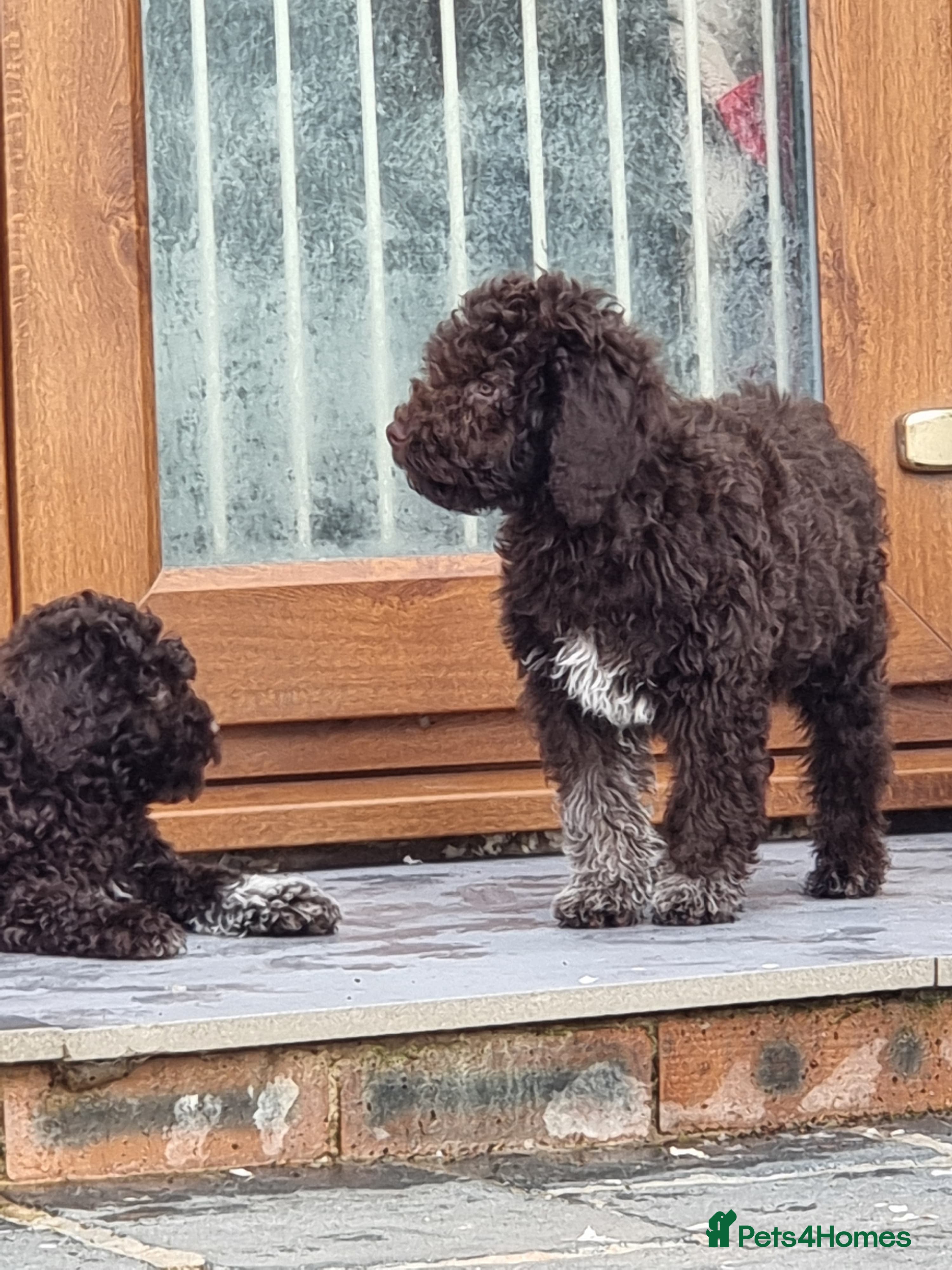 Lagotto Romagnolo dogs KC Fully Vacc Lagotto Puppies - Advert 3