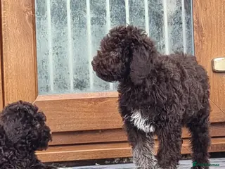 Lagotto Romagnolo dogs KC Fully Vacc Lagotto Puppies - Advert 6