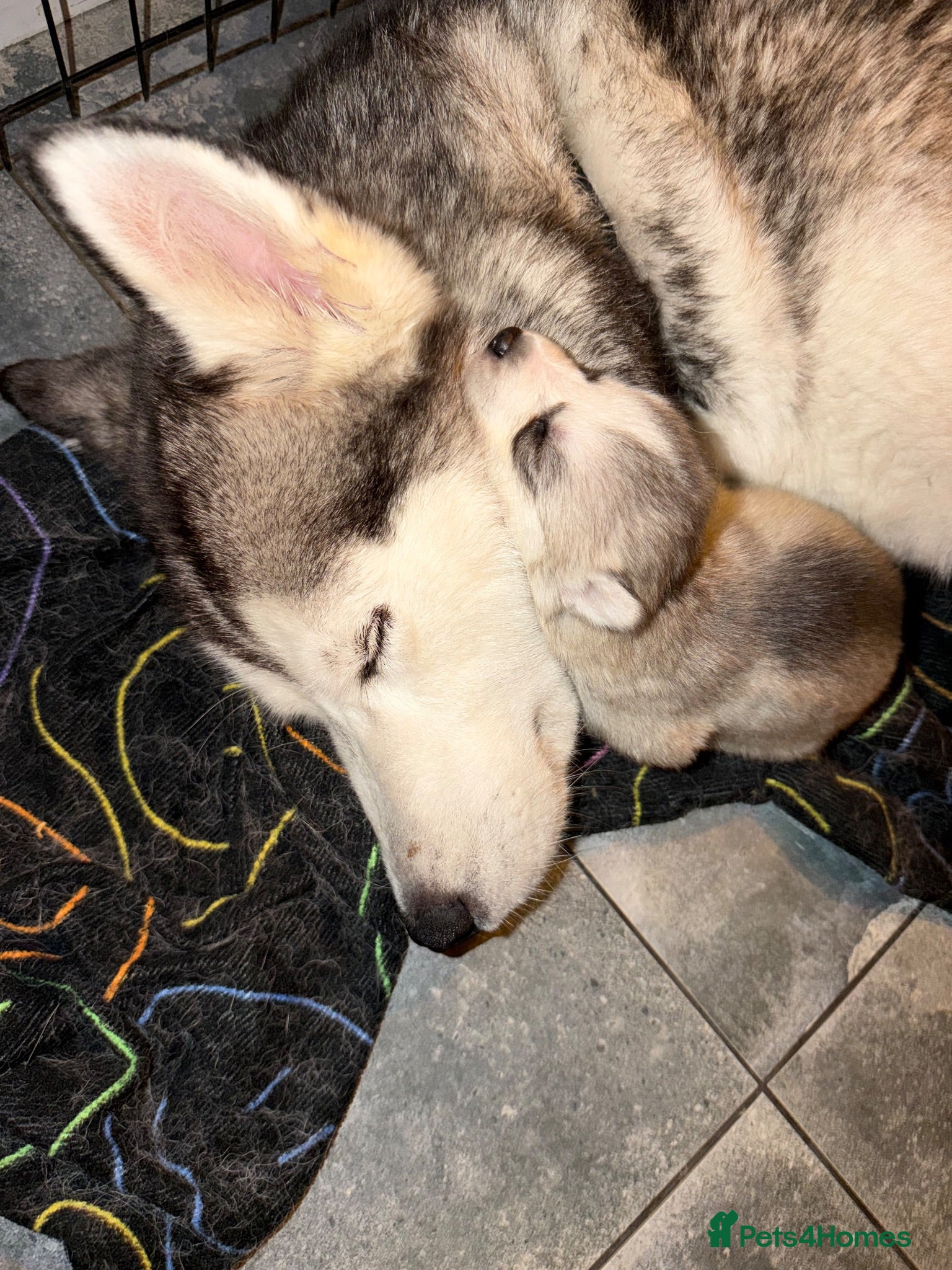 Siberian Husky dogs Siberian Husky  - Advert 5