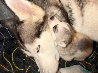 Siberian Husky dogs Siberian Husky - Advert 3