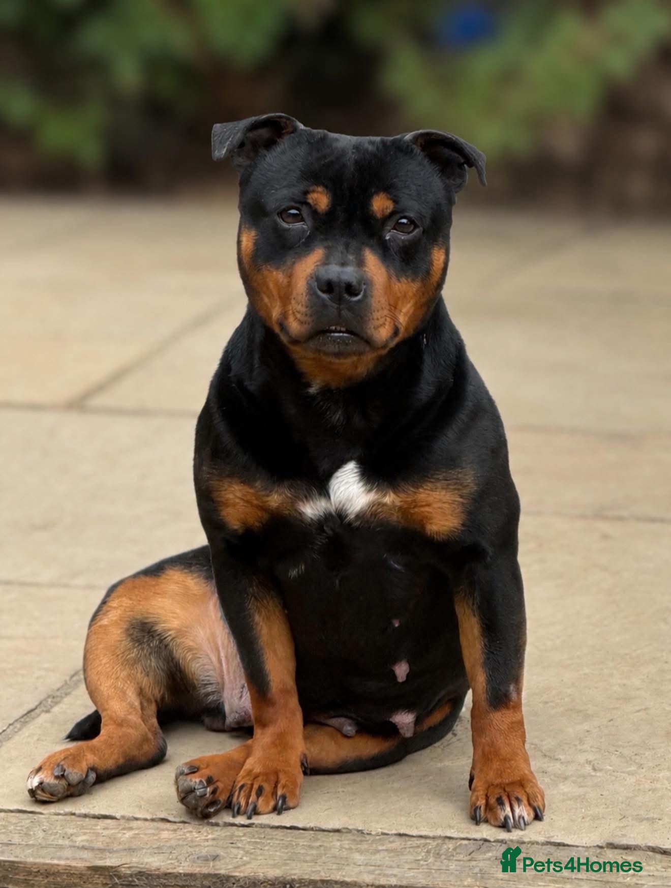 Staffordshire Bull Terrier dogs Beautiful Adult Girl - Advert 1