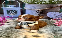 Chihuahua dogs for sale: 🤎💛Exquisite KC LC Chihuahuas🤎💛  - Image 5
