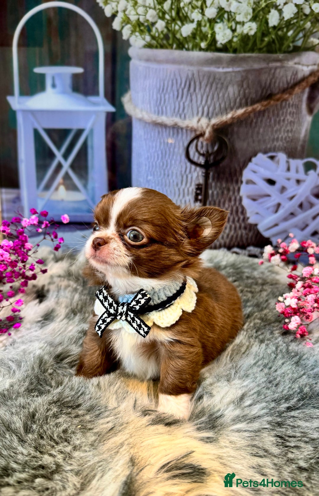 Chihuahua dogs for sale: 🤎💛Exquisite KC LC Chihuahuas🤎💛  - Image 5