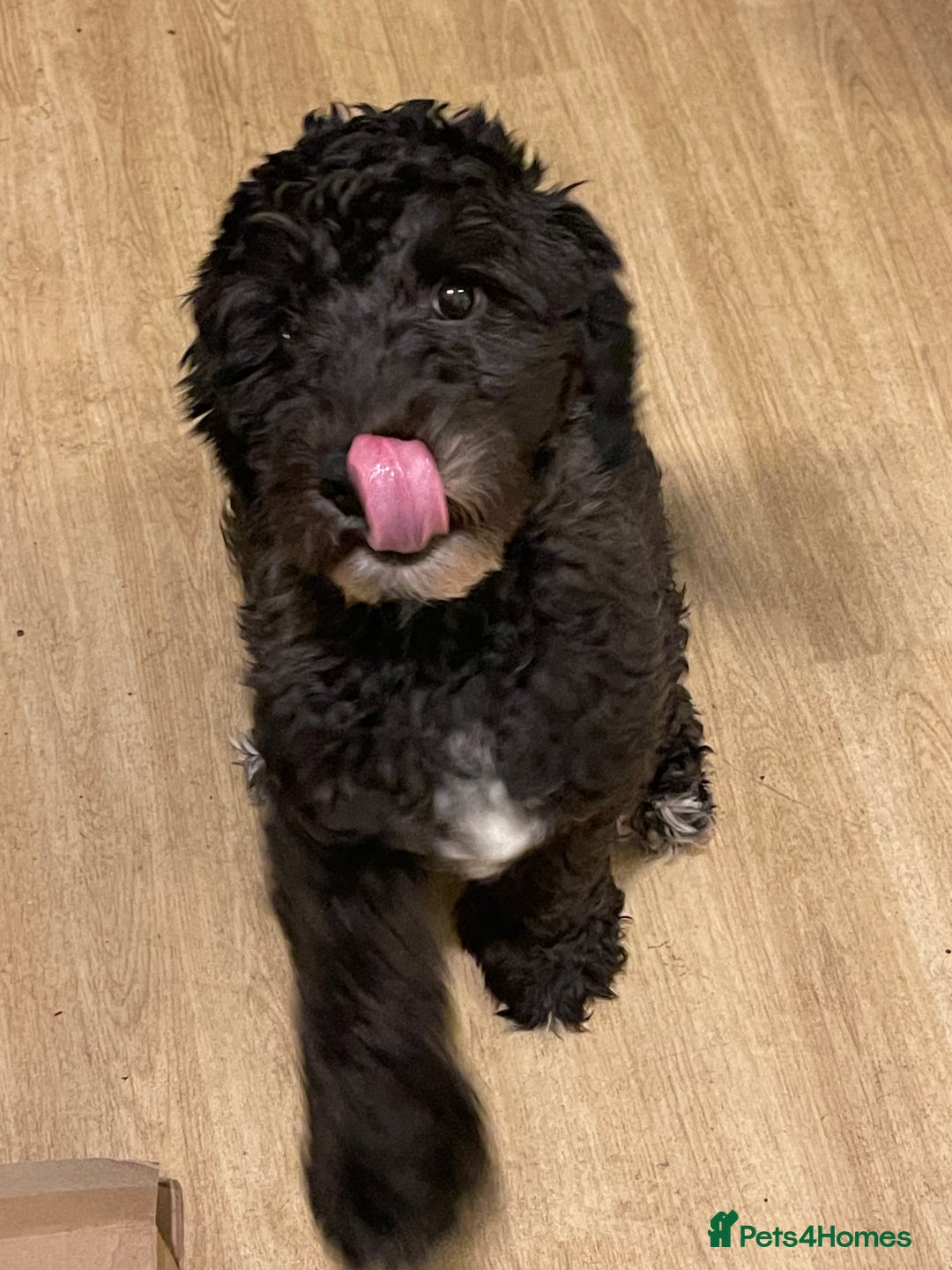 Cockapoo dogs for sale: Reluctant sale of my cockapoo  - Advert 3