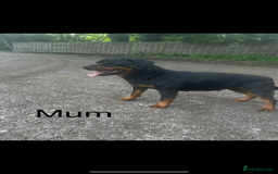 Rottweiler dogs for sale: Beautiful Rottweiler Pups, Ready this week! - Image 10