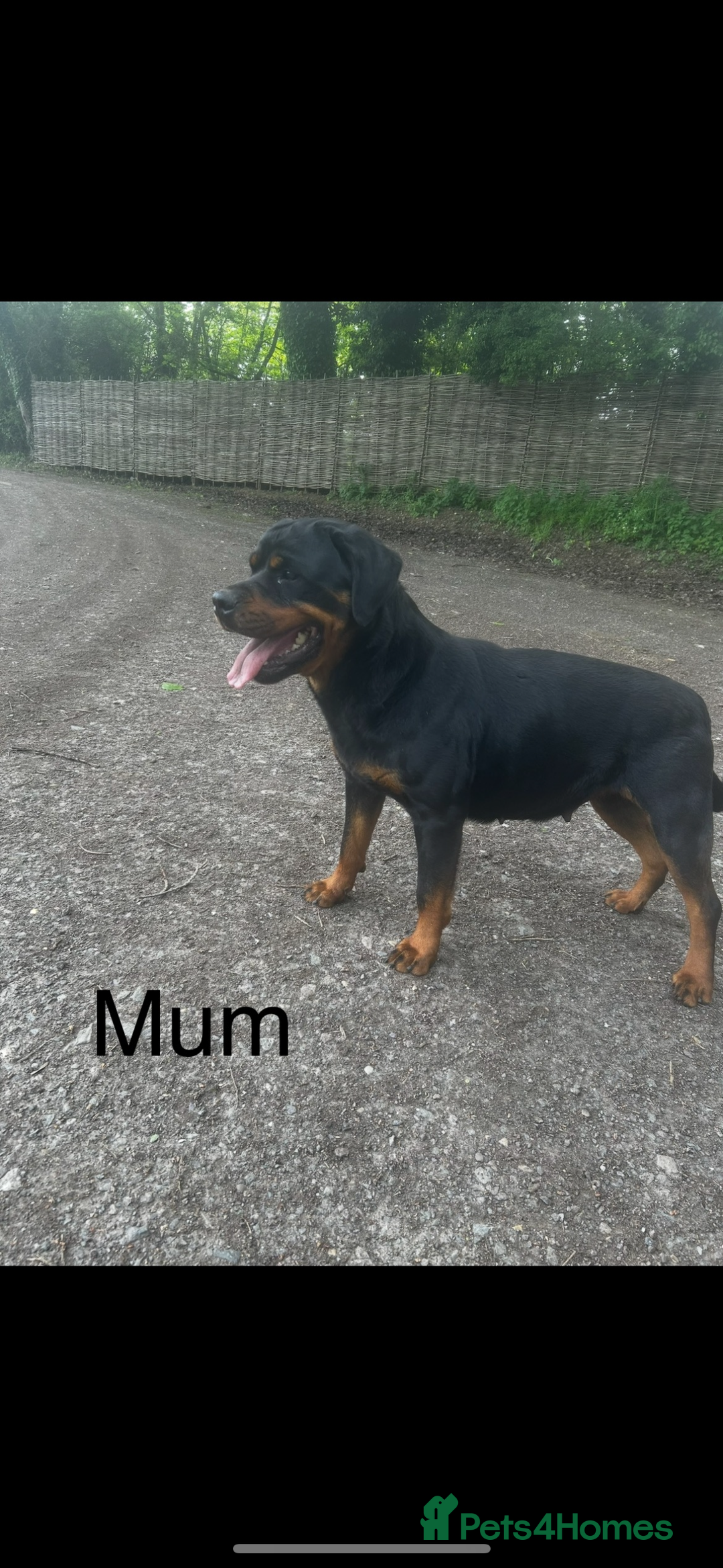 Rottweiler dogs for sale: Beautiful Rottweiler Pups, Ready this week! - Image 10