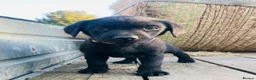 Labrador Retriever dogs for sale: *Just one male Labrador puppy left* - Advert 31