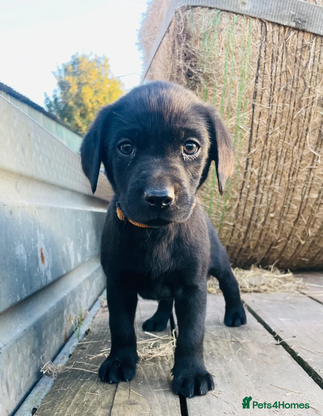 Labrador Retriever dogs for sale: *Just one male Labrador puppy left* - Advert 31