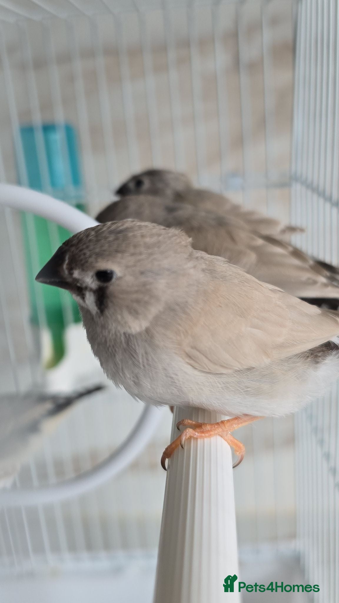 Finches birds Zebra finch with cage - Advert 6