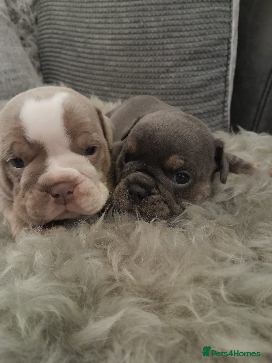 Mixed Breed dogs for sale: 🐾🐶Stunning New English Bulldog Puppies🐶🐾 - Advert 17