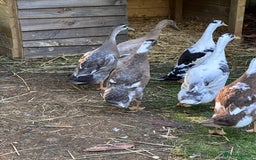 Ducks poultry for sale: Runner Ducks  - Image 2
