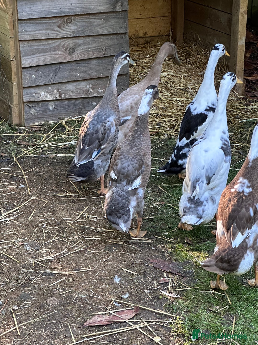 Ducks poultry for sale: Runner Ducks  - Image 2
