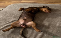 Miniature Dachshund dogs for sale: Beautiful miniature dachshund puppies - Image 5