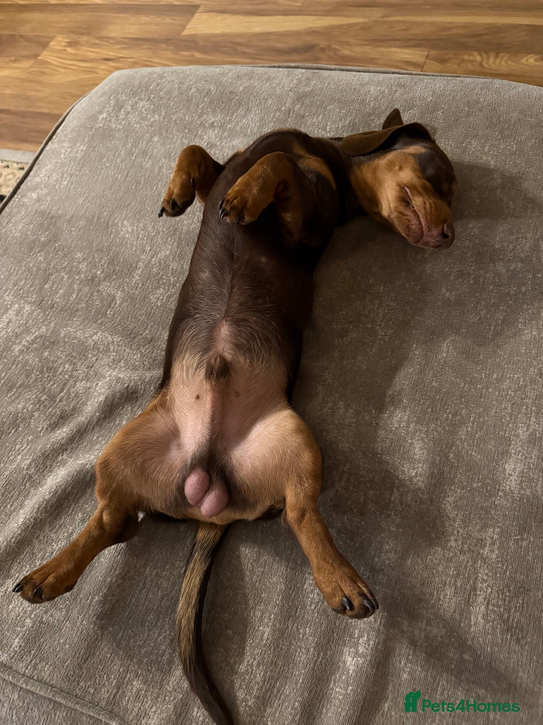 Miniature Dachshund dogs for sale: Beautiful miniature dachshund puppies - Image 5